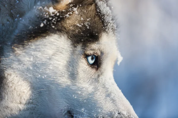Olhar cão husky — Fotografia de Stock