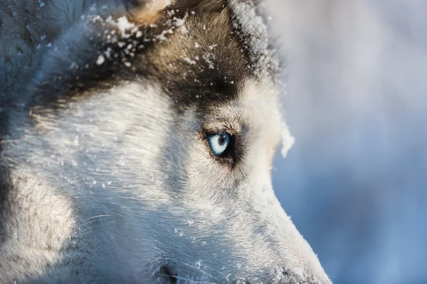 Blick Huskyhund — Stockfoto