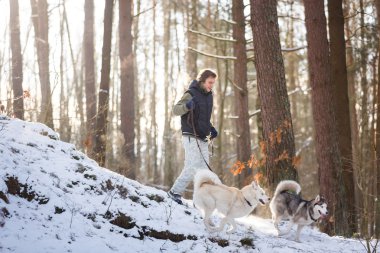 Husky köpekleri ile adam