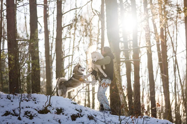 Człowiek z psami husky — Zdjęcie stockowe