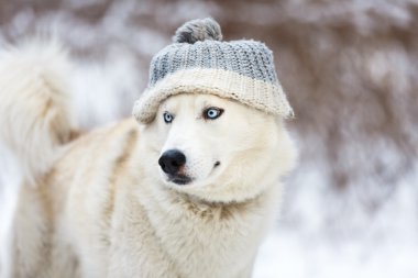 Beyaz kışın husky