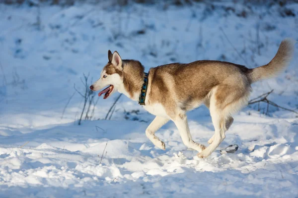 O husky correndo — Fotografia de Stock