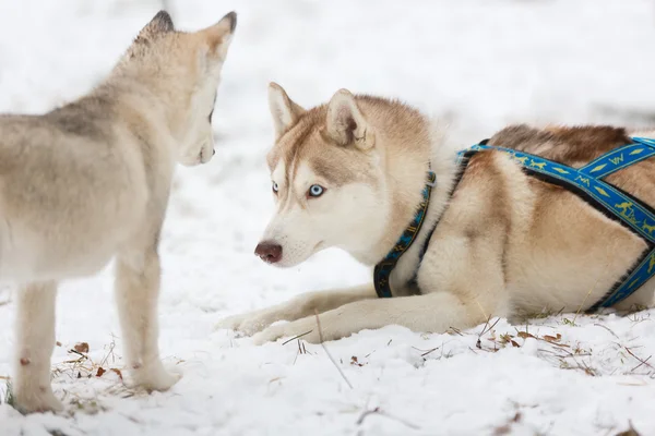 Chiot et husky adulte — Photo