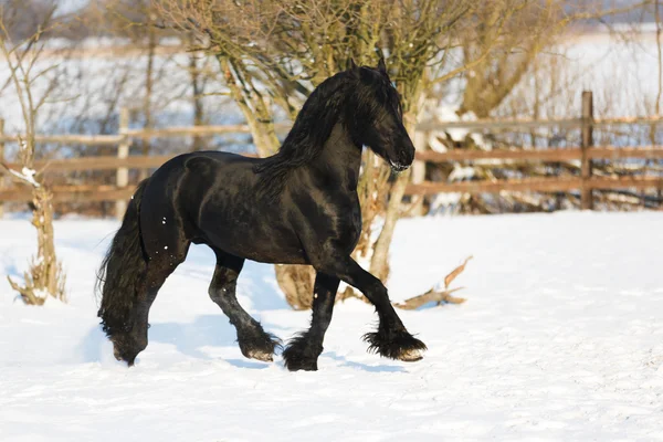Zwarte Friese paard in de winter — Stockfoto