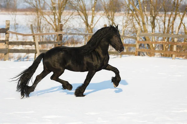 Télen fekete fríz ló — Stock Fotó