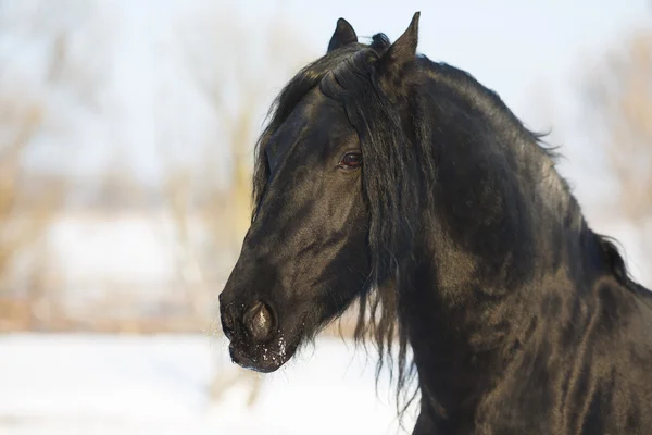 Cheval frison noir en hiver — Photo