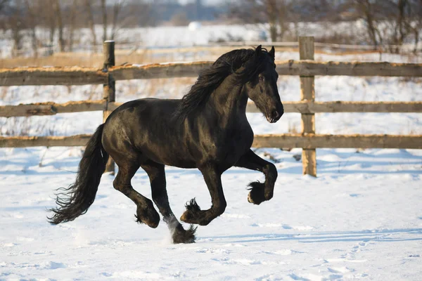 Télen fekete fríz ló — Stock Fotó