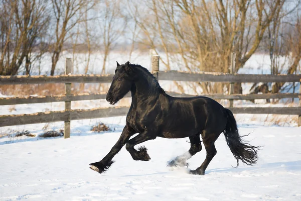 Zwarte Friese paard in de winter — Stockfoto