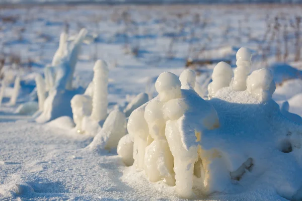 Frysta växt på snöiga fältet — Stockfoto
