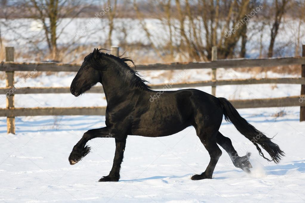 Black frisian horse in winter