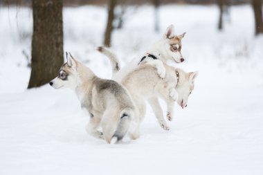 Oynak husky yavruları