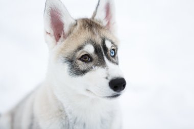 Husky köpek yavrusu portresi