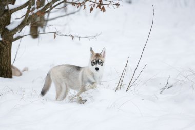 Husky köpek yavrusu portresi