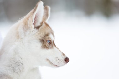 Husky köpek yavrusu portresi