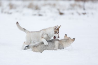 Oynak husky yavruları
