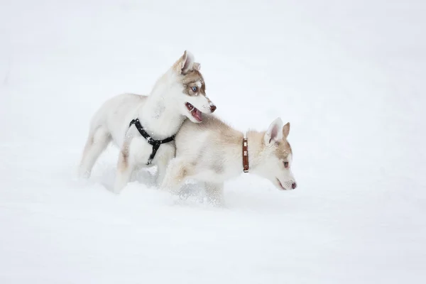 Грайливі щенки husky — стокове фото