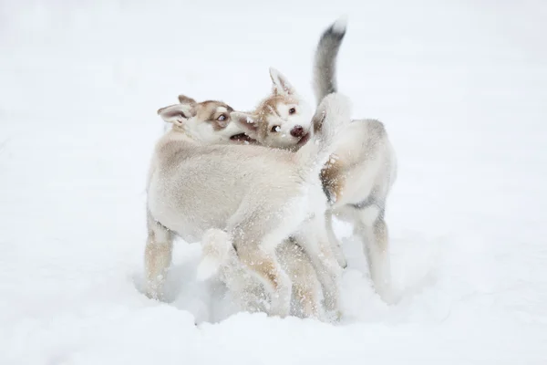 Brincalhão filhotes de cachorro husky — Fotografia de Stock