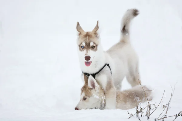 Brincalhão filhotes de cachorro husky — Fotografia de Stock