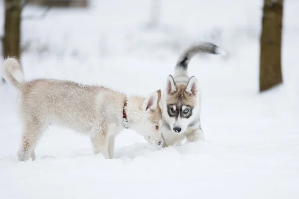 Oynak husky yavruları — Stok fotoğraf