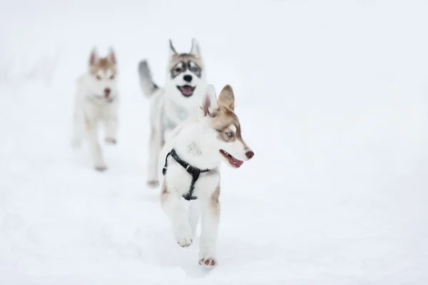 Грайливі щенки husky — стокове фото