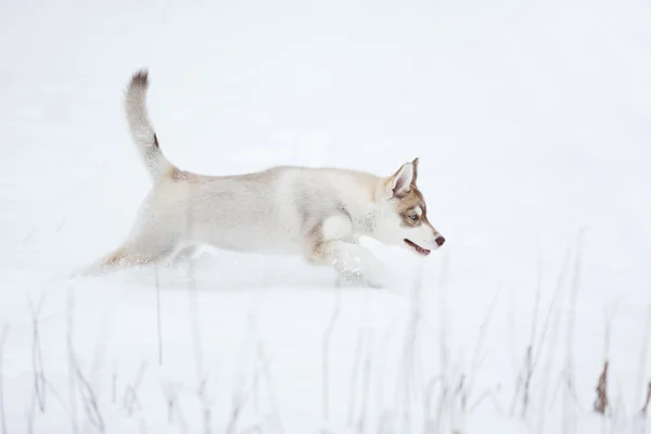 Запуск husky цуценя — стокове фото