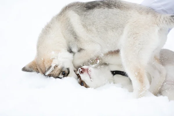 Brincalhão filhotes de cachorro husky — Fotografia de Stock