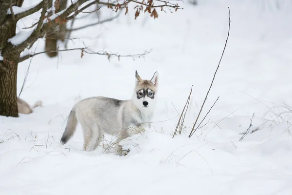 Portrait d'un chiot husky — Photo