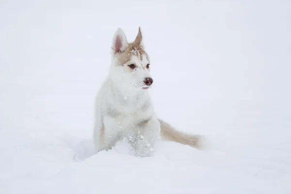 Correre cucciolo husky — Foto Stock