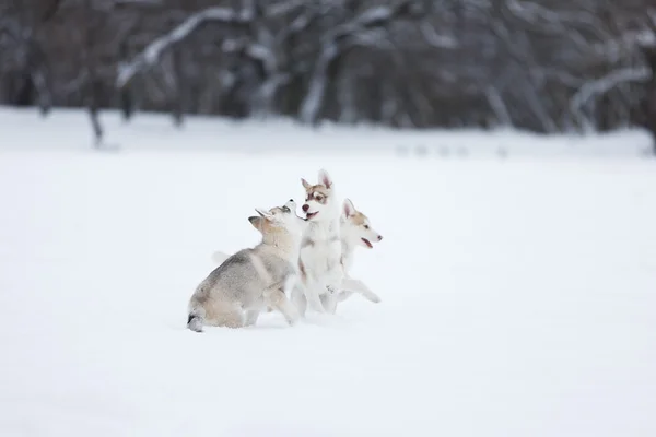 Oynak husky yavruları — Stok fotoğraf