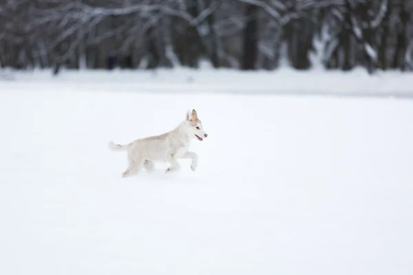 Correr cachorro husky — Foto de Stock