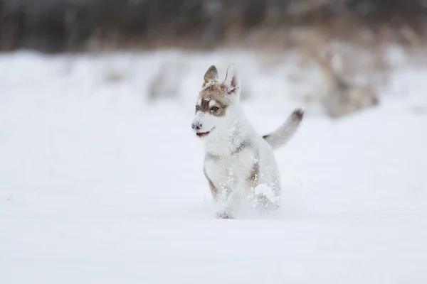 Uitvoeren van husky pup — Stockfoto