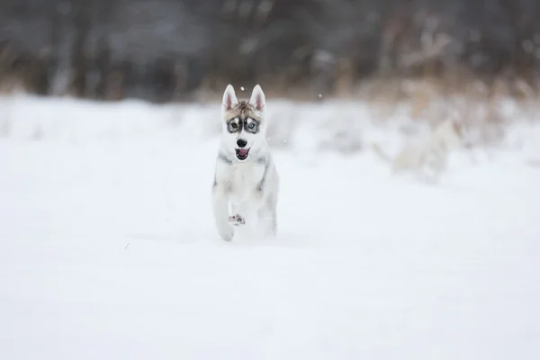 Correndo filhote de cachorro husky — Fotografia de Stock