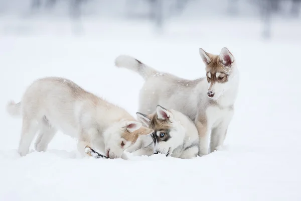 Грайливі щенки husky — стокове фото