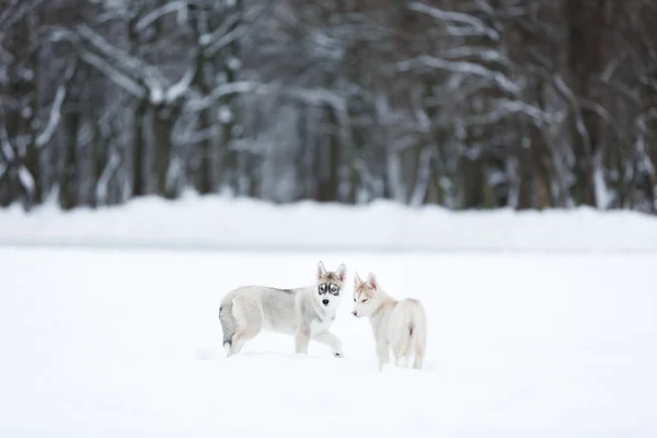 Portrait de deux chiots husky — Photo
