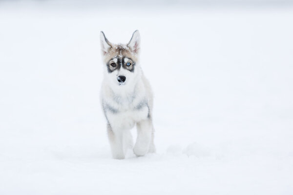 Portrait of a husky puppy in winter forest