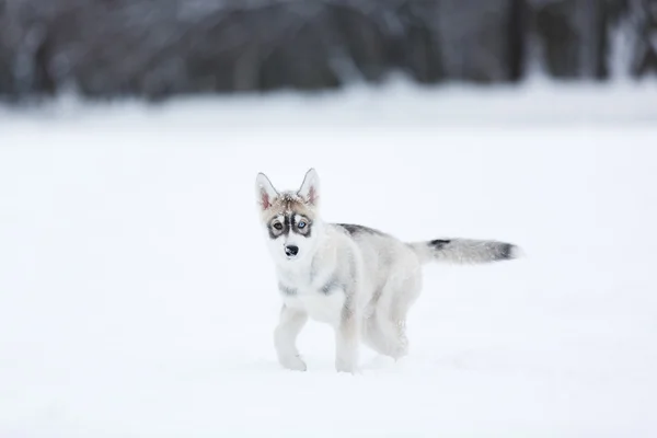 Retrato de un cachorro husky — Foto de Stock