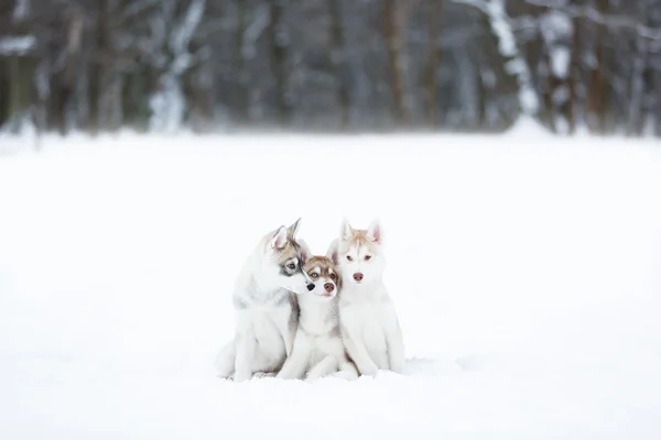 Portret van een drie husky pups — Stockfoto