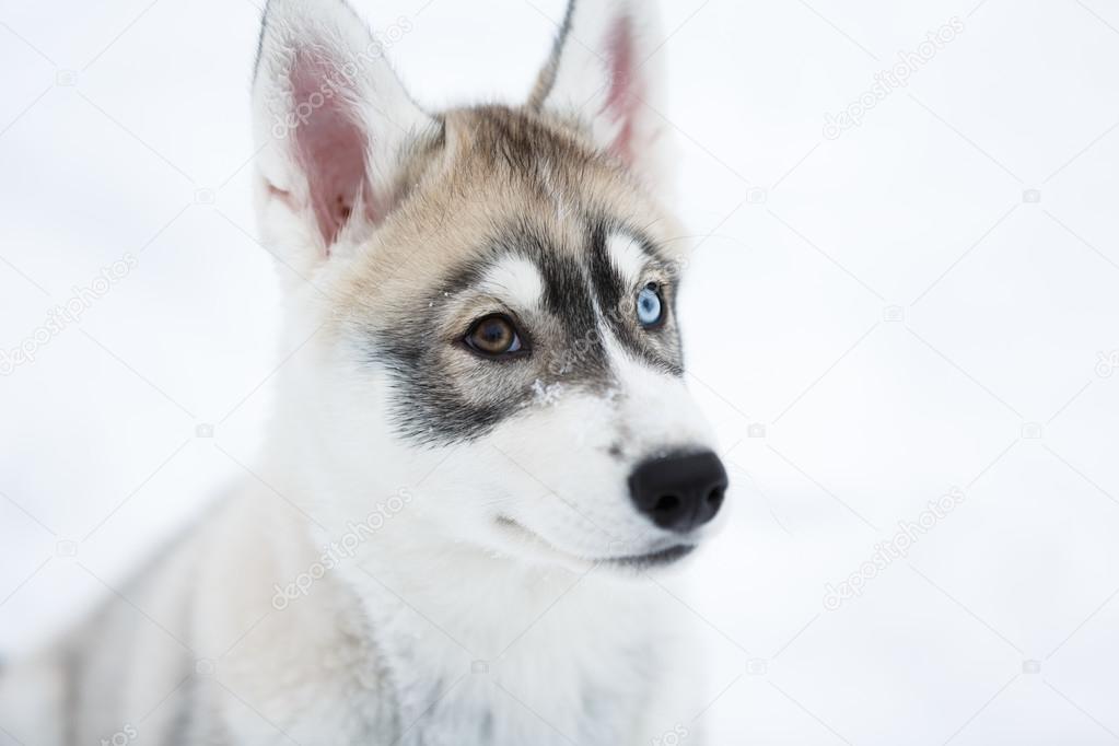 Portrait of a husky puppy