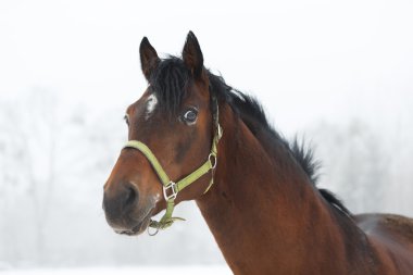 At yakın çekim siste