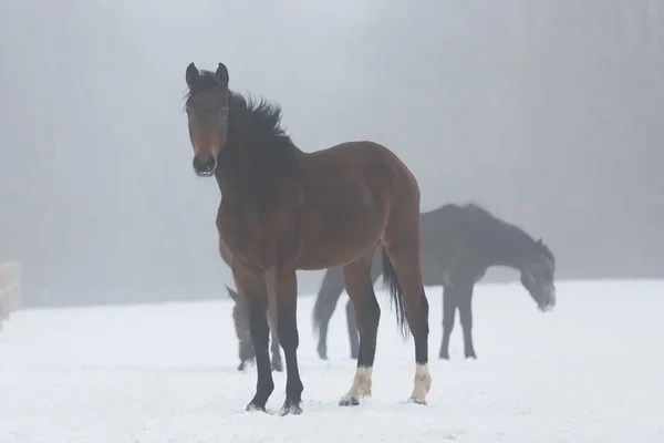 Kudde paarden in de winter — Stockfoto