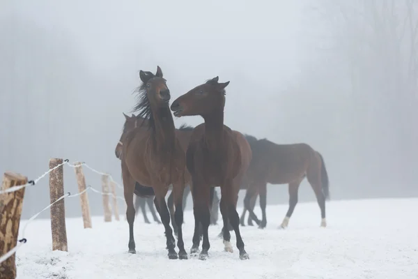 Kudde paarden in de winter — Stockfoto