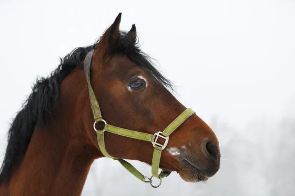 Cheval de près dans le brouillard — Photo