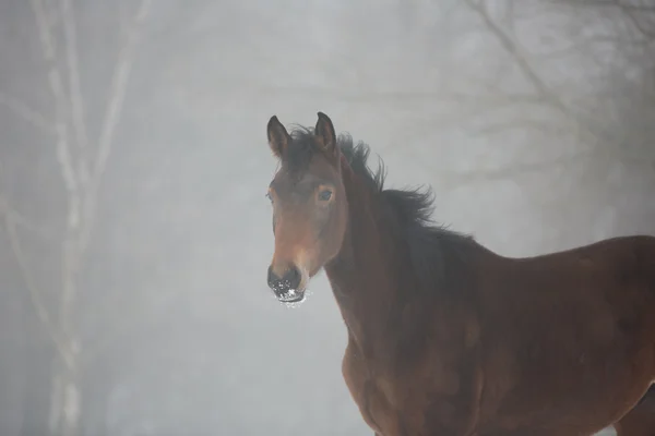 Häst på nära håll i dimma — Stockfoto