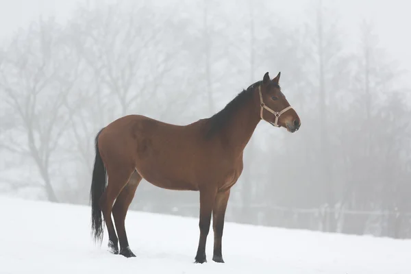 Paard in de mist — Stockfoto