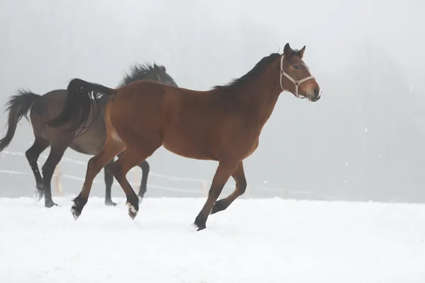 Twee paarden in de mist — Stockfoto