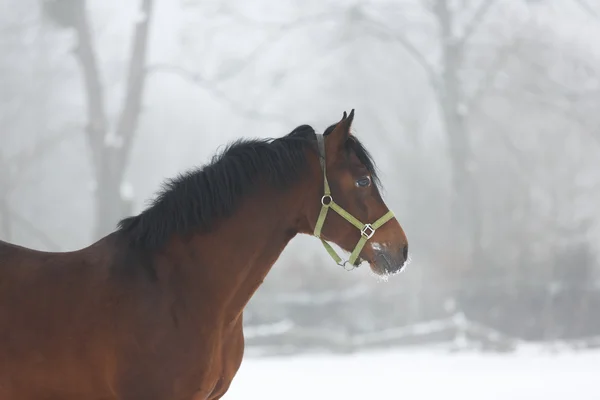 Paard close-up in de mist — Stockfoto