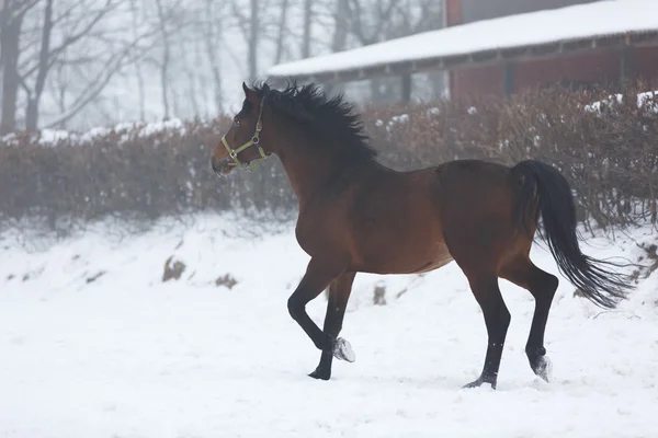 Paard loopt in de winter — Stockfoto