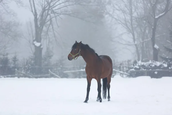 Paard op de sneeuw — Stockfoto