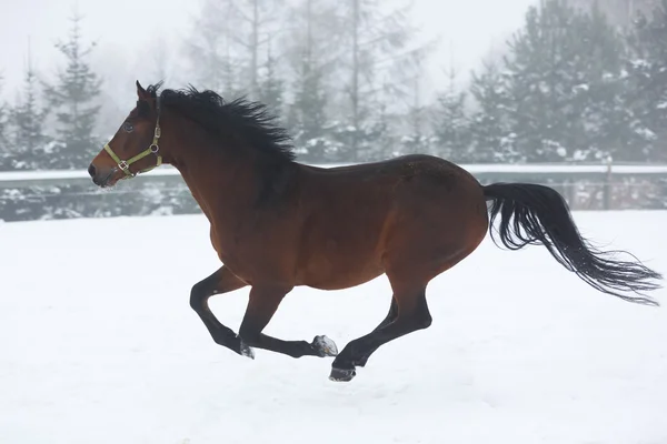 Télen futó ló — Stock Fotó