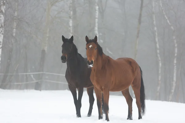 Twee paarden in de winter — Stockfoto